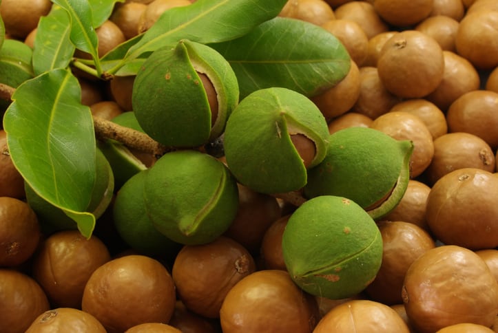 Macadamias: a tough nut to crack or ripe for the picking?