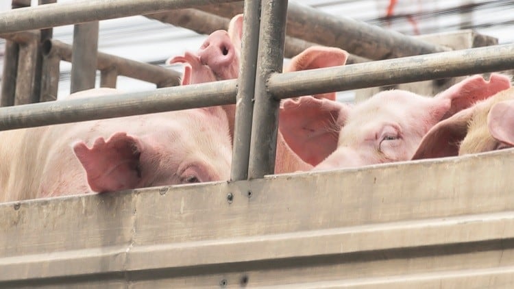 Livestock-sector-submits-transport-hours-petition.jpg