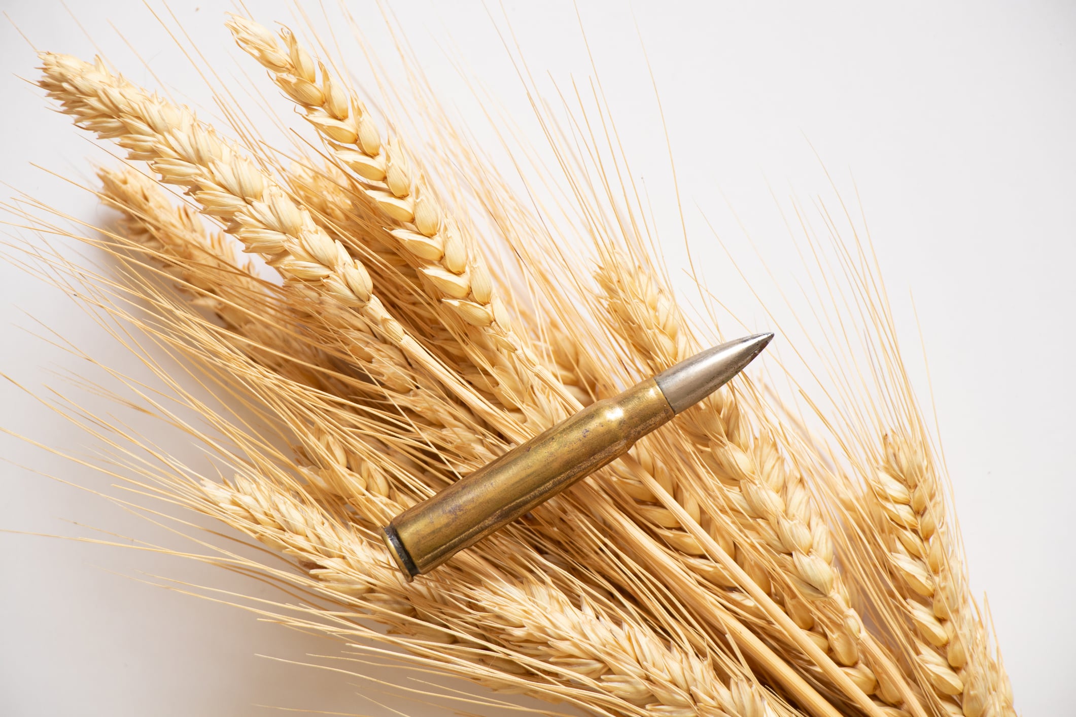 The bullet lies on wheat on a white background, crop protection in Ukrainian fields, weapons and food