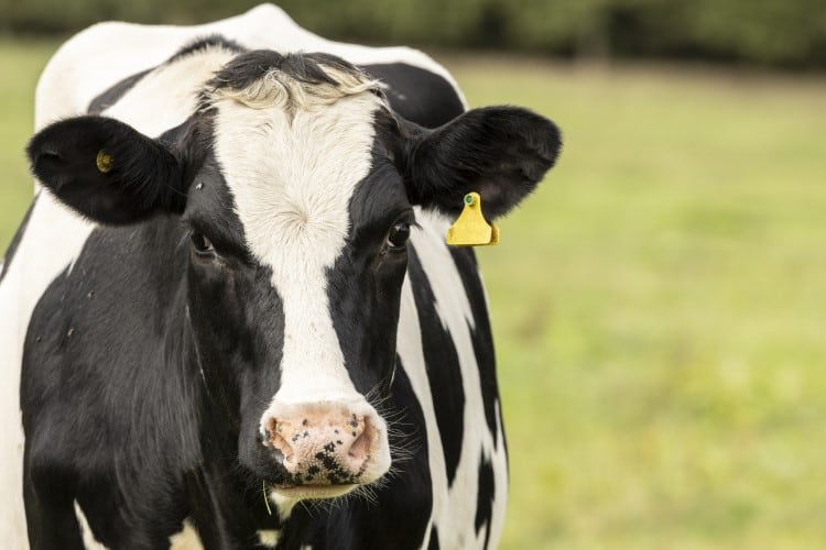 WHO’s ‘great concern’ over US bovine influenza outbreak