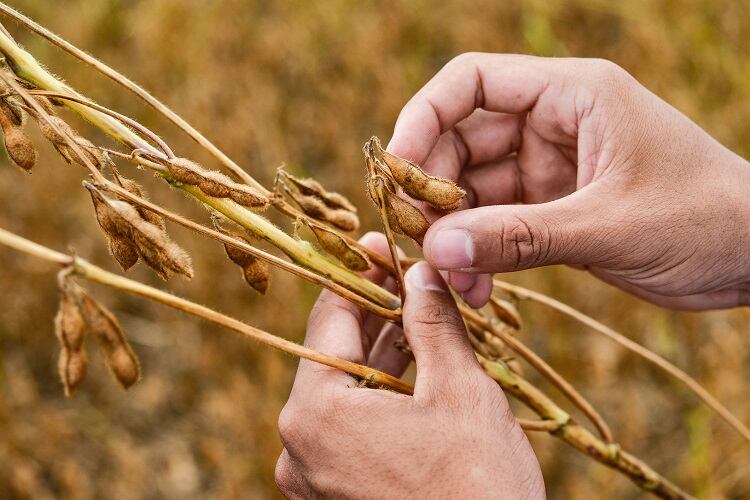 Nestle-talks-challenges-in-sustainable-soy-Complex-supply-chains-and-legal-deforestation.jpg