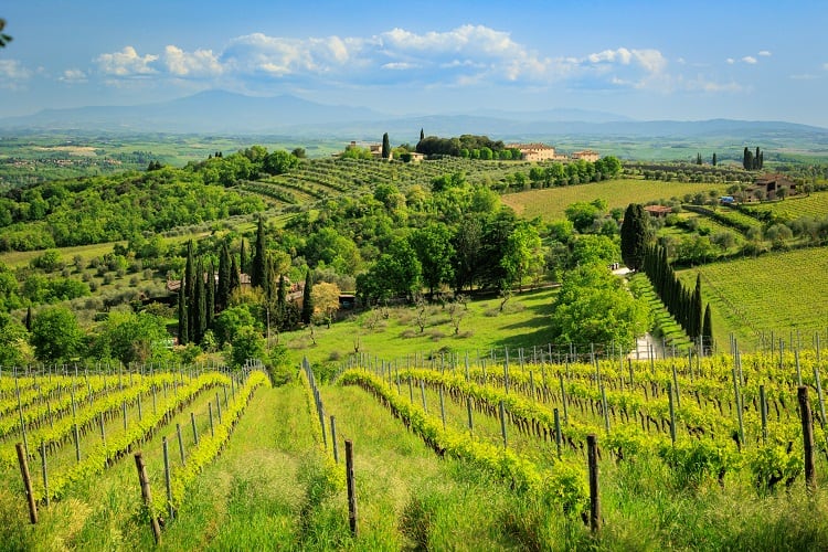Vineyard-GettyImages-Fani-Kurti.jpg