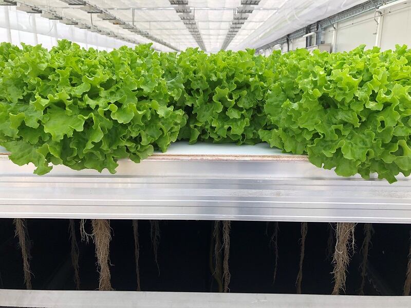 Coronavirus: Betting on aeroponics to increase food security