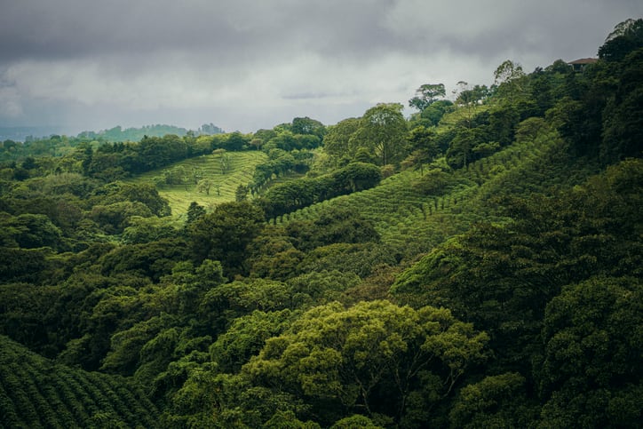 Can coffee weather the storm?
