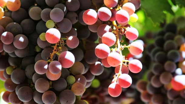 grapes.png