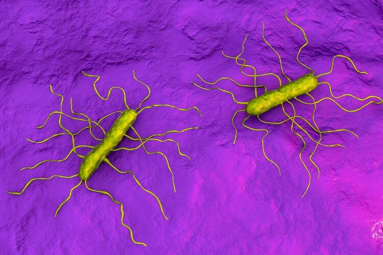 Foodborne-bacteria-can-adapt-to-cleaning-methods-research-suggests.jpg