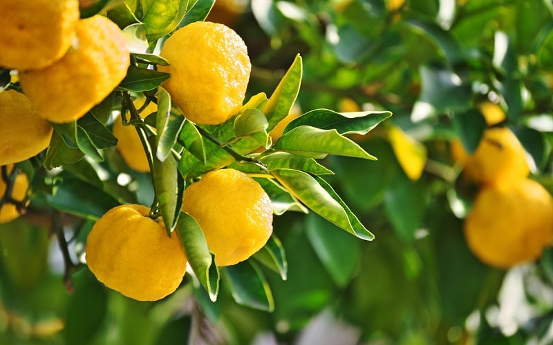 Yuzuco-bridges-the-divide-between-juice-availability-in-US-consumer-demand-for-yuzu.jpg