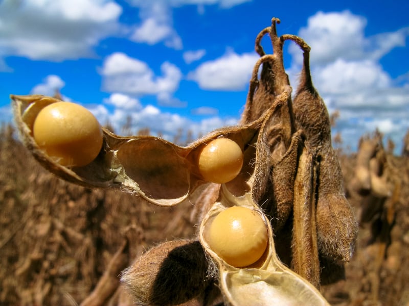 EU-announces-push-to-promote-domestic-plant-protein-market.jpg