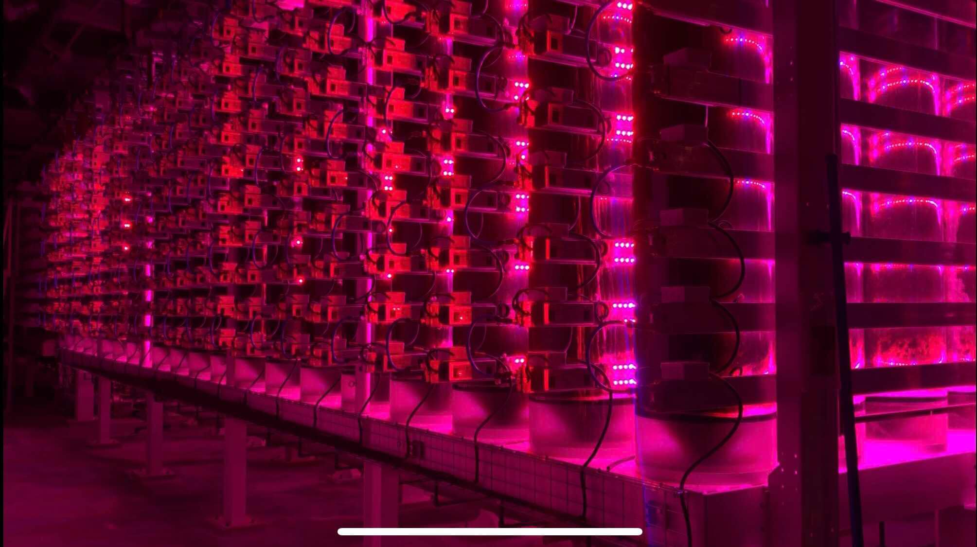 Vaxa Technologies
