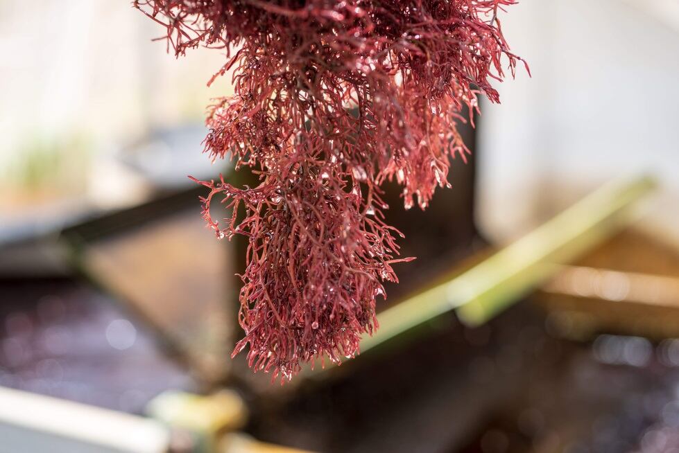 Seakura-s-gracilaria-variety-is-nutritionally-valuable-for-plant-based-formulations.jpg
