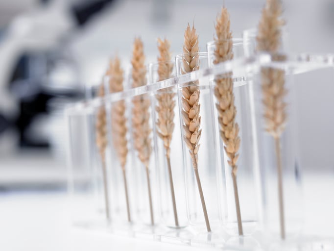 Calls-for-more-research-into-forgotten-crops-as-food-crisis-bites.jpg