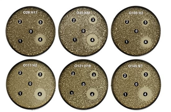 E.coli-cinnamon.png