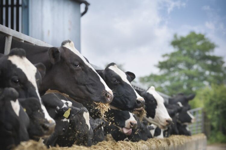 Feed efficiency key to Arla farmers’ better-than-expected environmental results