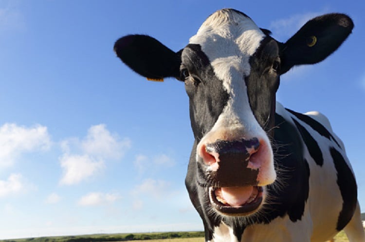 Blockchain opens up milk supply chain to consumers in France