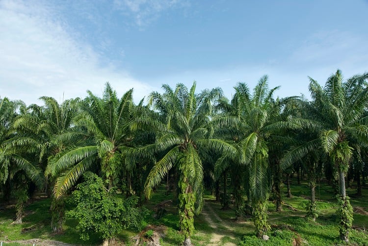 Why palm oil’s prices rocketed and sent buyers to other fats