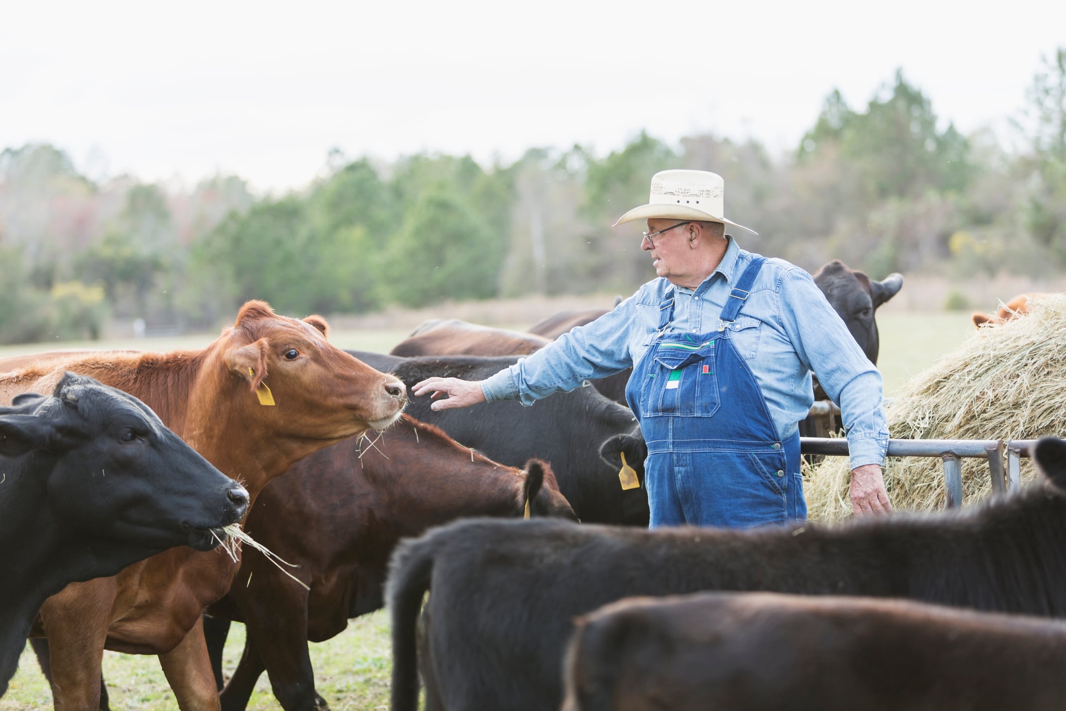 Free trade over fear: Meat industry challenges cultivated meat bans