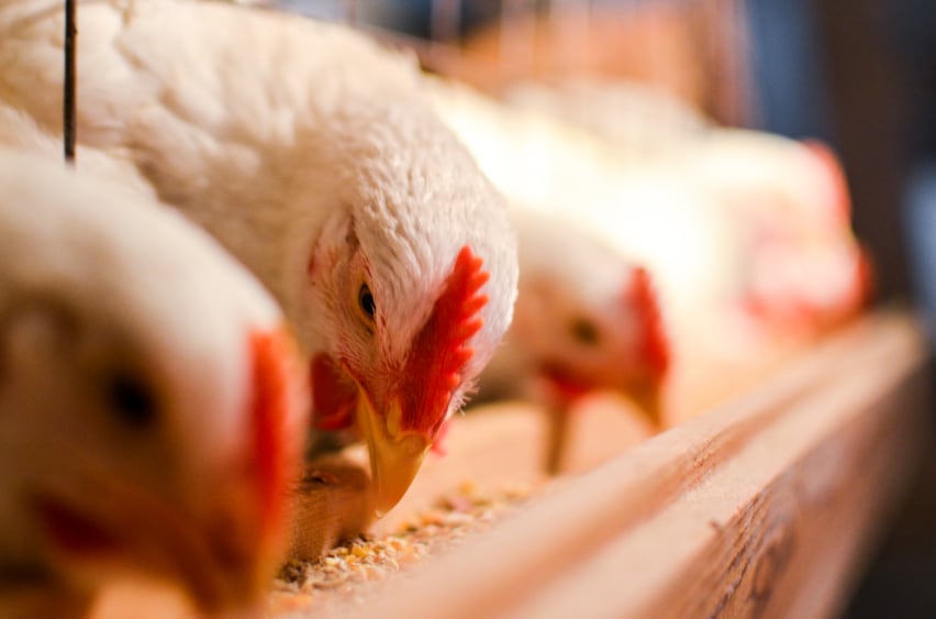 NGOs heap praise on food firms, but there’s criticism to come