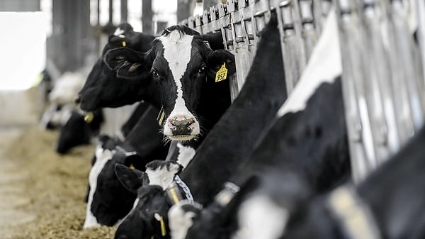 Dairy.jpg