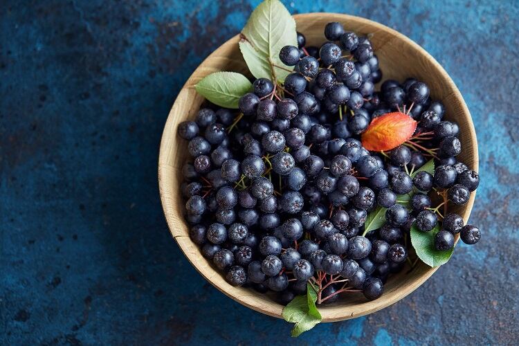 chokeberry-gojak.jpg