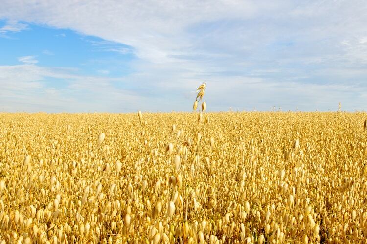 oat-field-LisaValder.jpg