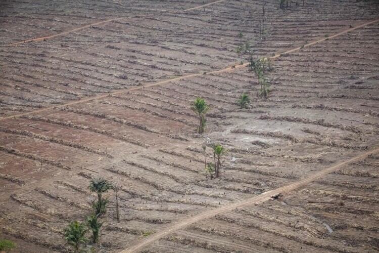 Greenpeace links Fonterra to Indonesian deforestation