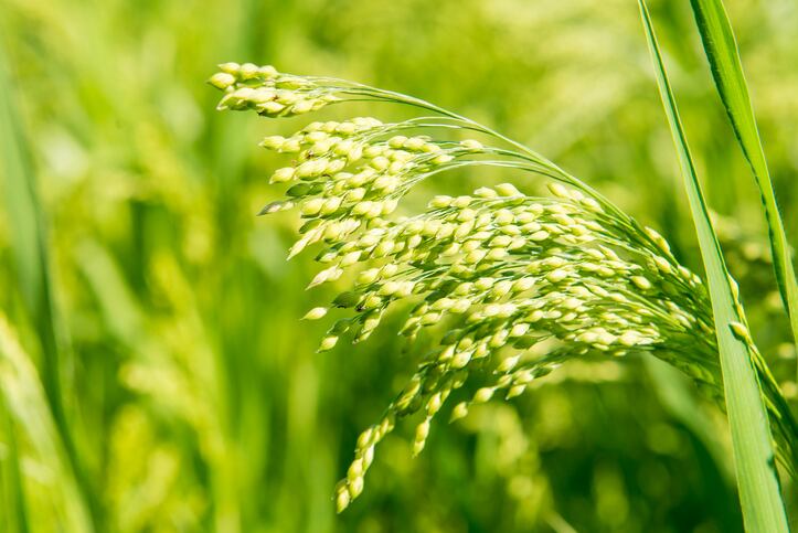 'We were used to it, but we lost it...' Why Dr. Schär is reviving new varieties of ancient grain millet