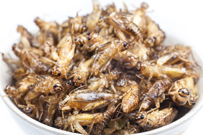 ‘Look beyond conventional protein sources’: Insect and algae groups call for recognition in EU protein policy