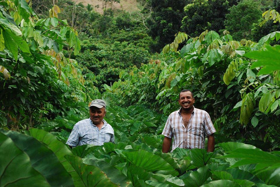 Planting-trees-to-grow-food-Inga-cropping-provides-food-security-for-farmers-and-organic-crops-for-industry.jpg