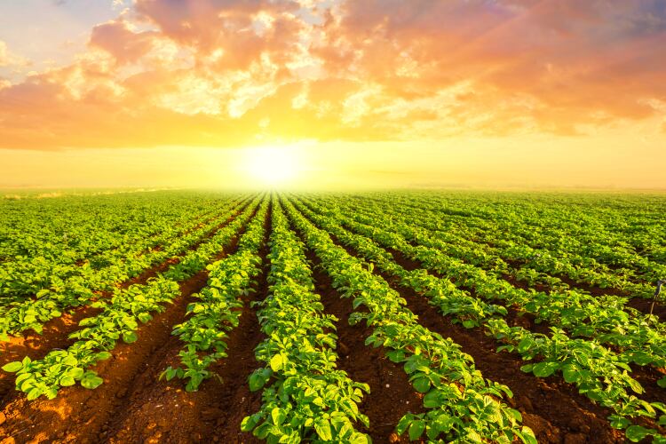 PepsiCo doubles down on carbon targets: ‘We’re talking about a resilience strategy for the business and the planet’