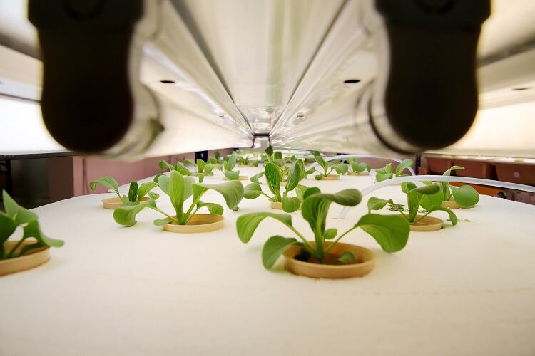 vertical-farming-Alex-Liew.jpg
