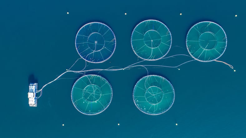 Meet the 7 sustainable aquaculture stars of the future
