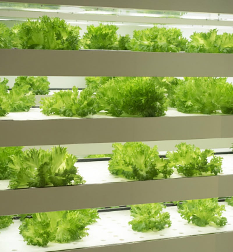 Vertical-farming-is-not-the-answer-New-Zealand-food-security-in-jeopardy-at-current-urbanisation-levels.jpg