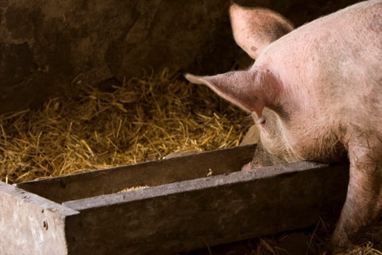 UK government steps up ASF measures