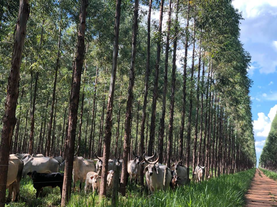 ‘A major step forward’: Brazil founds trade group for carbon-neutral meat