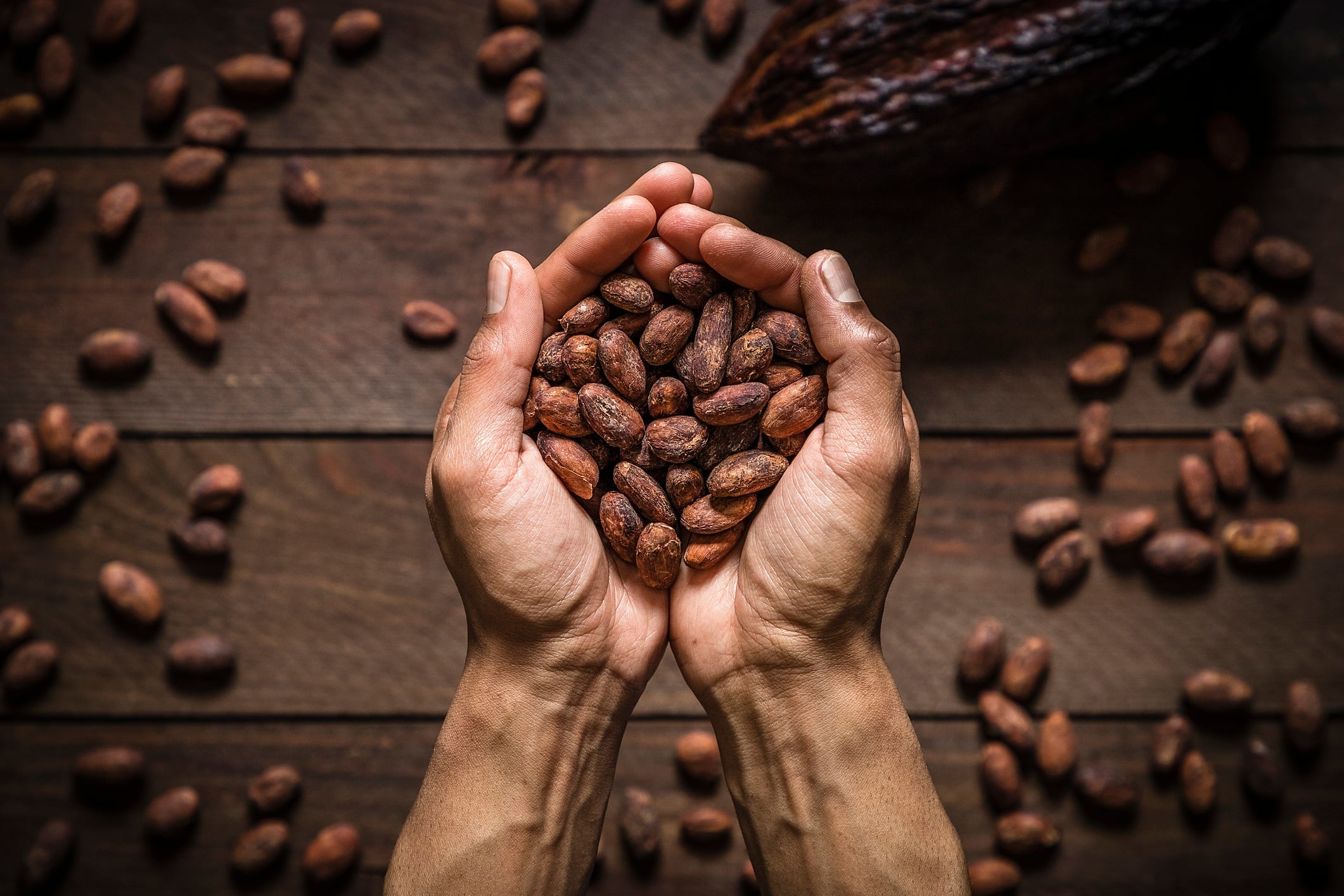 Top view of two human hands holding cocoa beans.