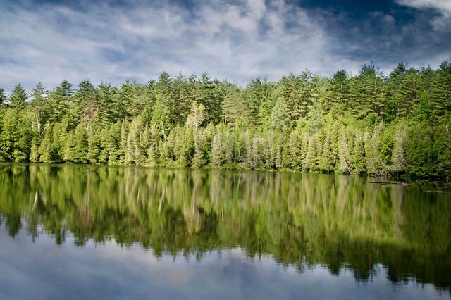 sea-nature-forest-trees.jpg