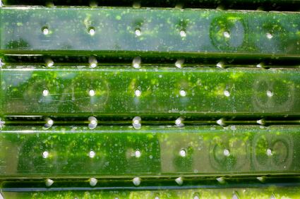 algae-istock.jpg