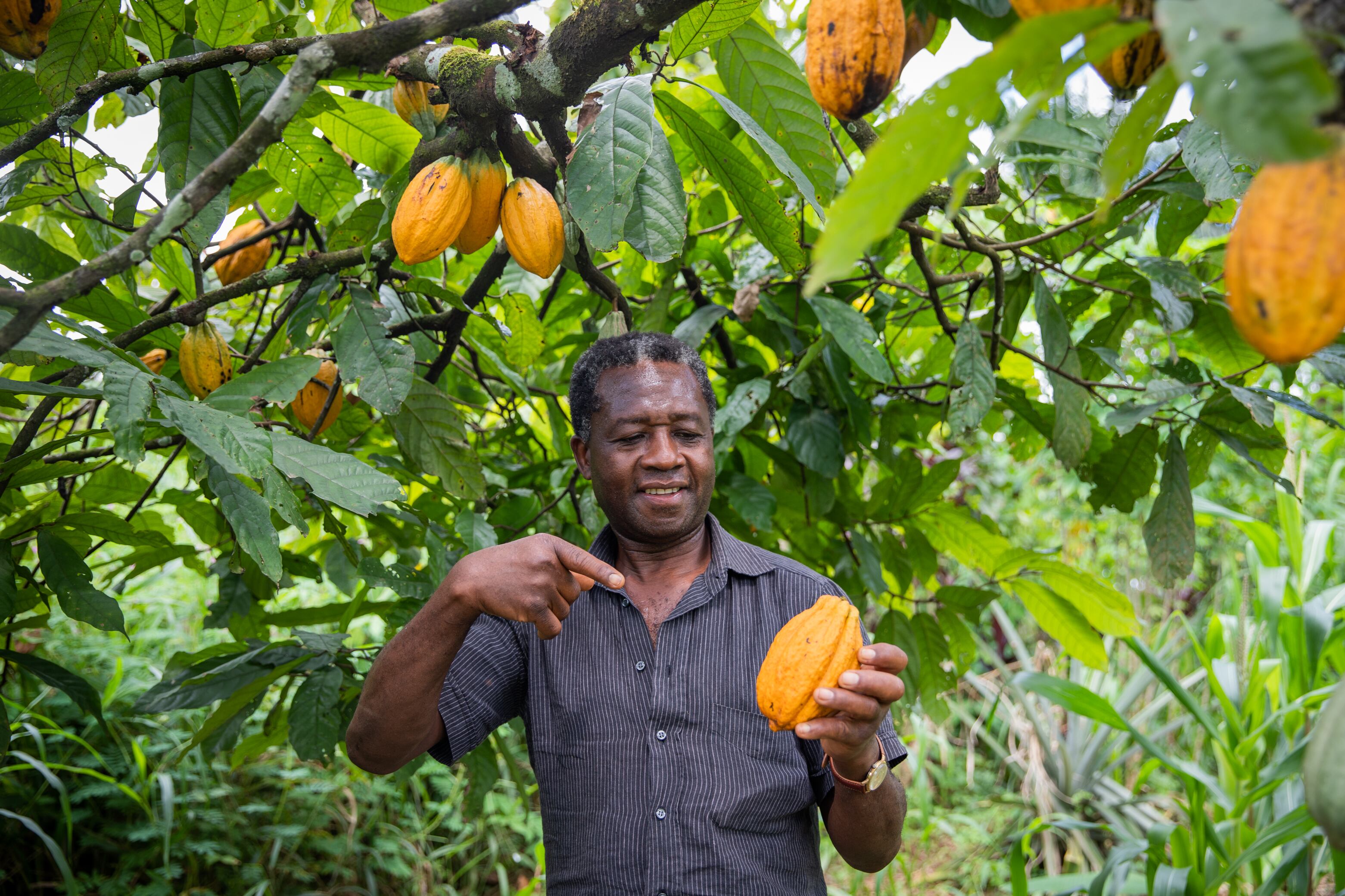An African farmer points to a ripe cocoa bean freshly picked from his plantation