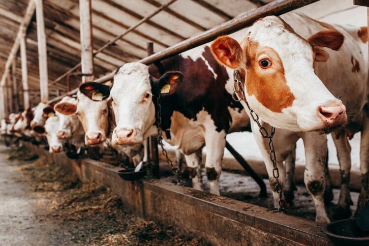 Researchers-to-leverage-tracking-technology-to-tackle-heat-stress-in-dairy-cows.jpg