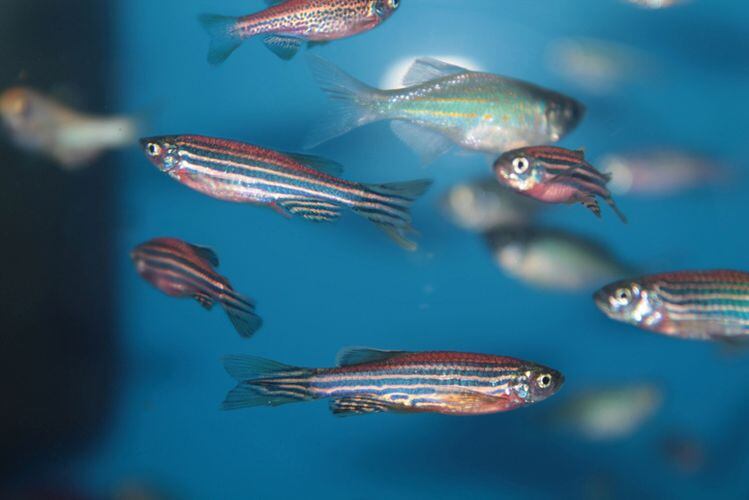 Lean-fish-has-advantages-over-meat-poultry-for-cell-cultured-protein-production-claims-nonprofit.jpg
