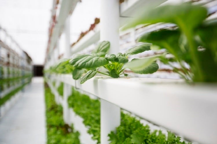 Is vertical farming a sustainable solution to food insecurity?