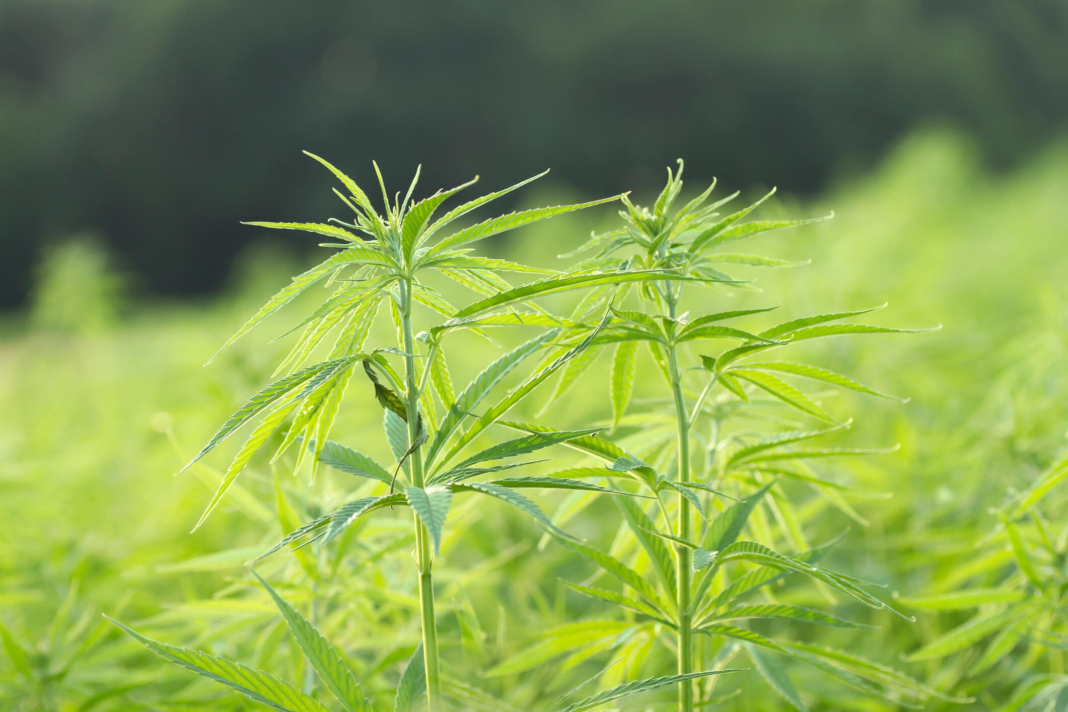 Nailing down identity, safety and mode of action questions will be keys to finding CBD’s legal path to market