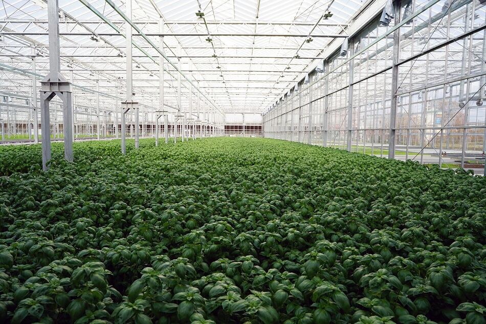 Gotham-Greens-expands-hydroponic-farming-mission-to-New-England-opening-Rhode-Island-greenhouse.jpg