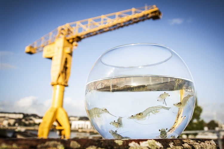 First land-based shrimp farm in France prepares to scale, tapping deeptech and ‘permaquaculture’