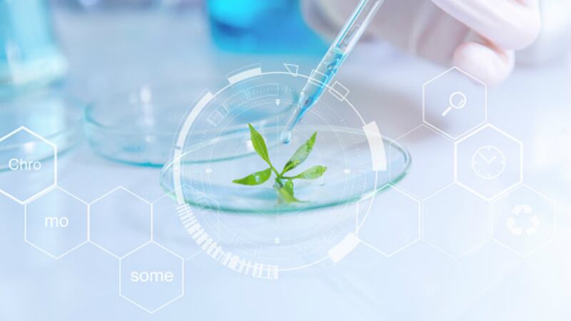 Science-Shorts-White-rice-diabetes-risks-traceability-tech-in-China-water-extraction-from-air-and-more-feature-in-our-round-up.jpg