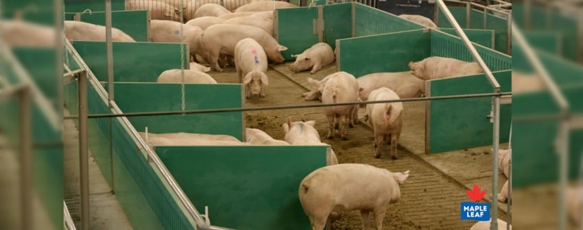 Maple-Leaf-Foods-converts-sows-to-housing-system.jpg