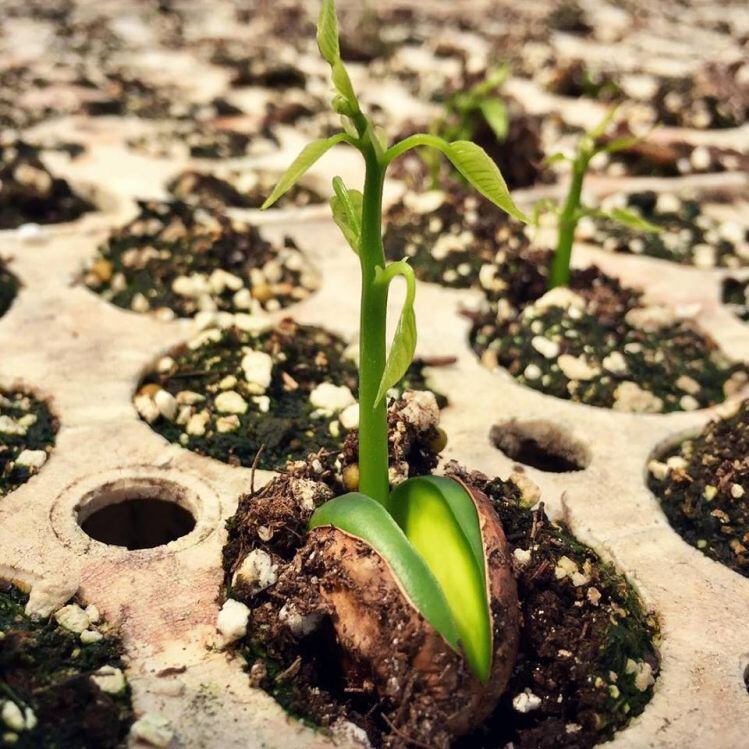 pongamia-sapling-TerViva.jpg