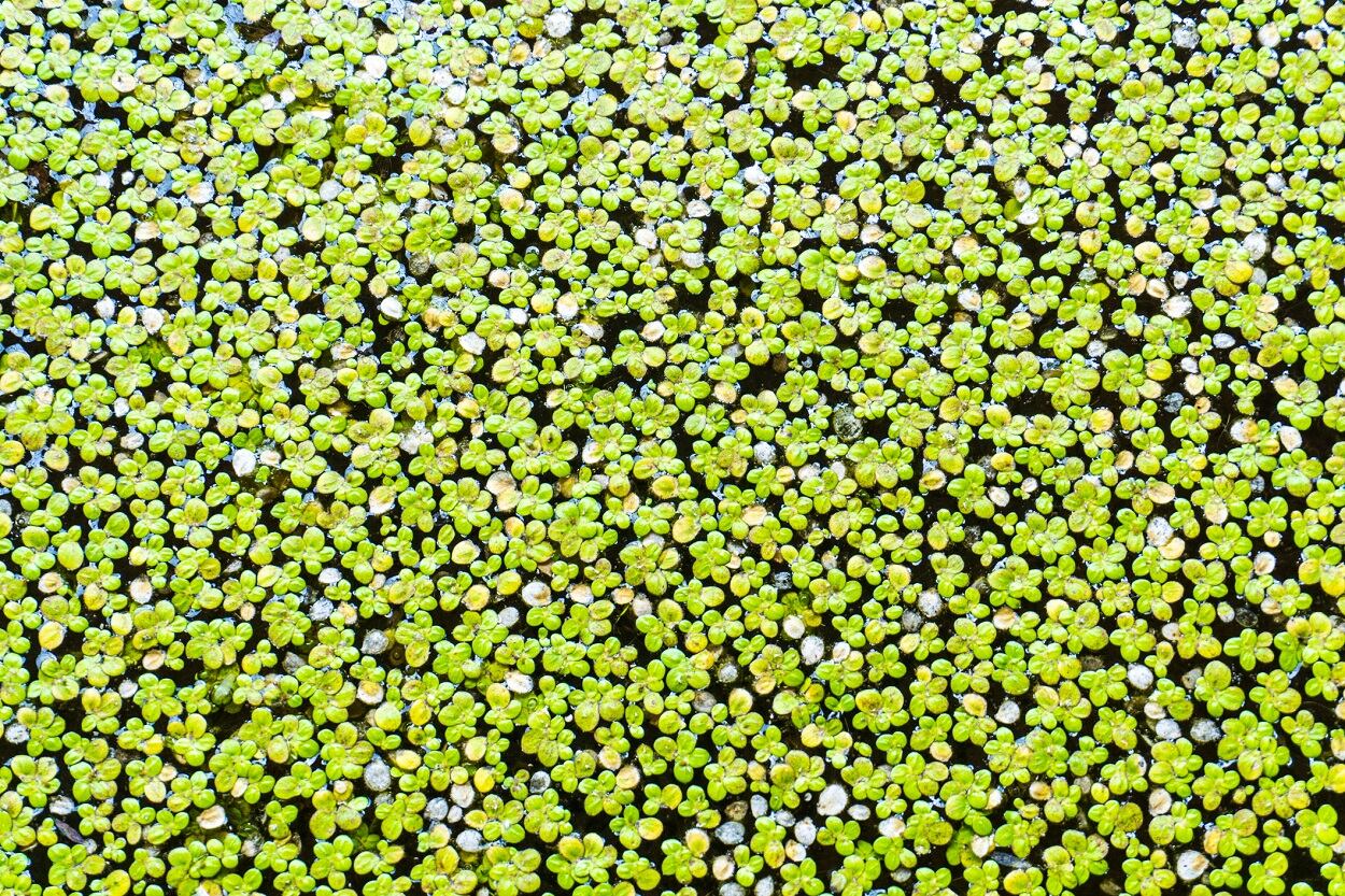 Plantible-Foods-targets-food-industry-with-plant-based-duckweed-protein-that-functions-like-an-egg-white.jpg