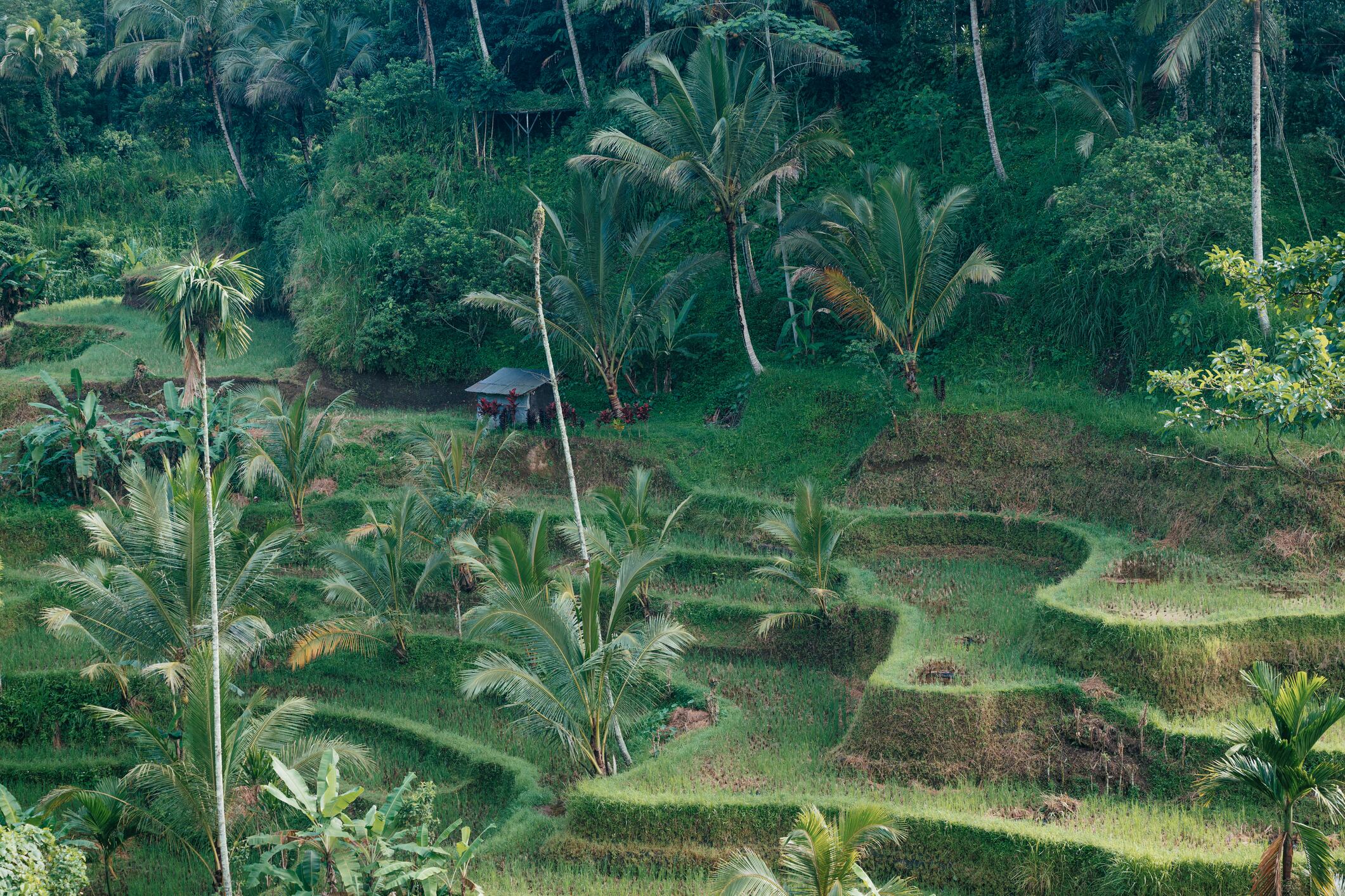 Rice terrace