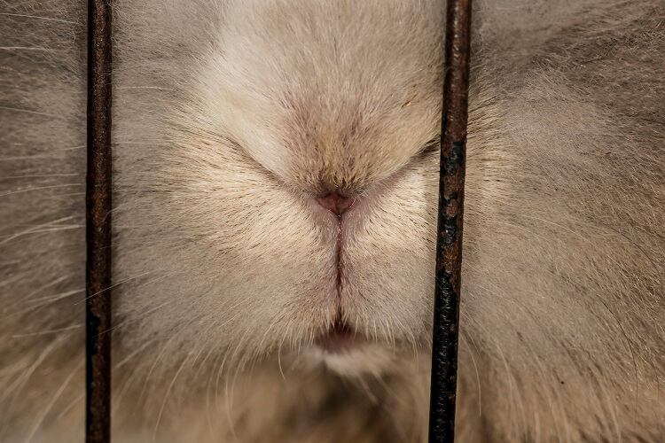 Caged rabbits: EFSA raises animal welfare concerns